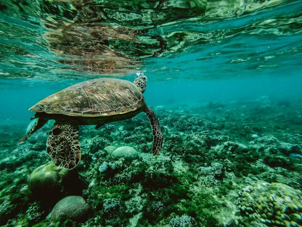 Quelles croisières permettent de suivre des cours de biologie marine avec des experts renommés?